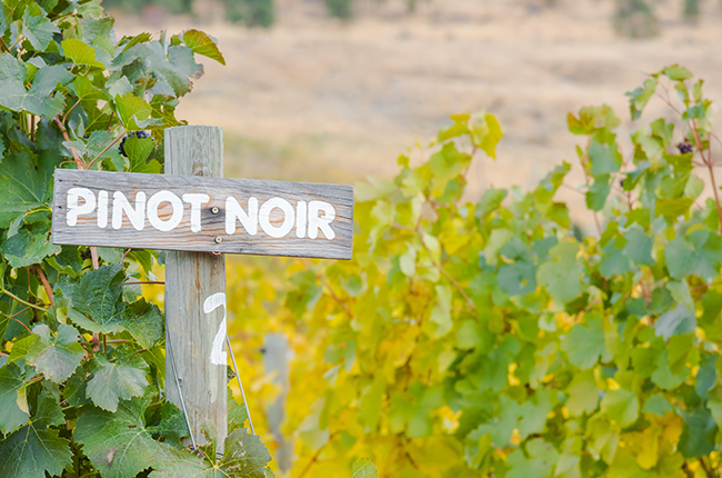 10 Interesting Facts About Pinot Noir