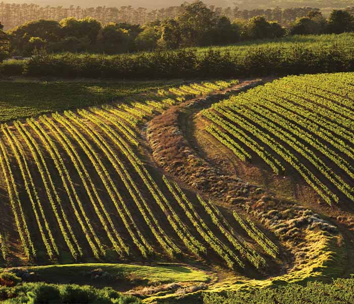 What "Trust the Site" means at La Vierge